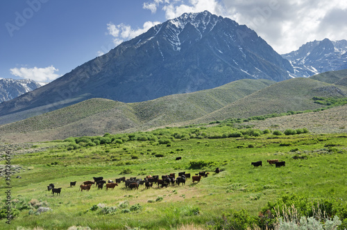 Cattle In a Mountain Meadow