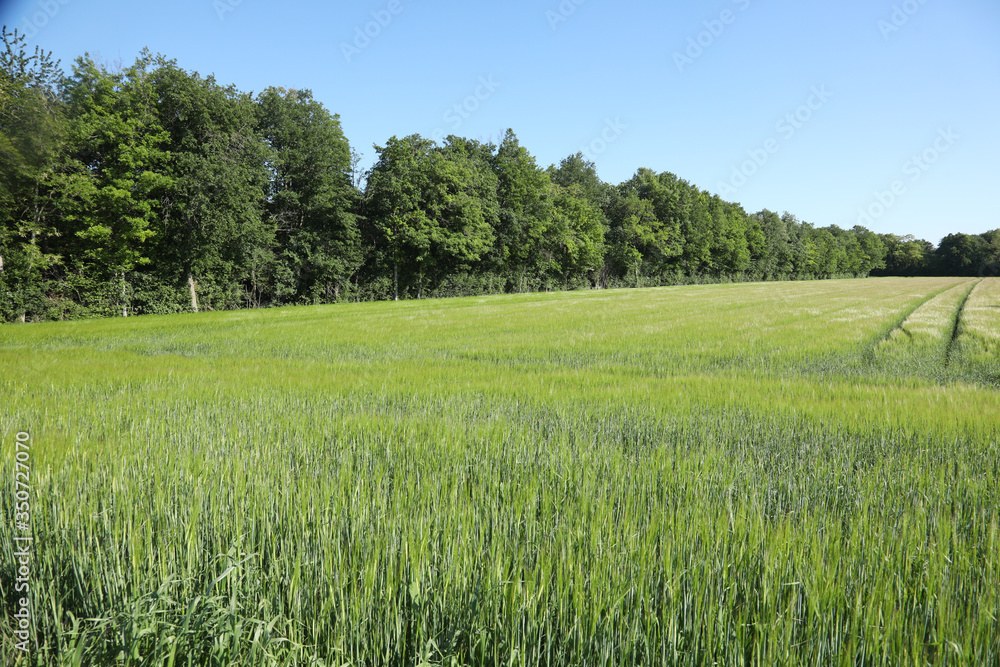 Green wheat in the field. french landscape
