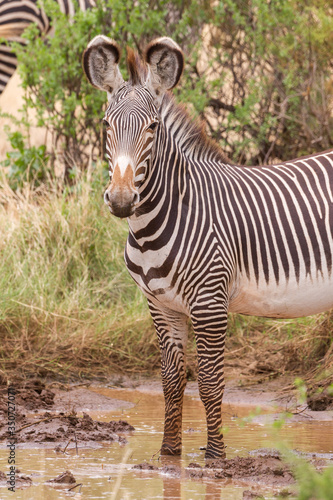Single adult Grevy Zebra in Samburu Kenya