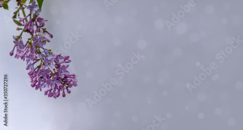 Lilac branch on a gray background with bokeh and space for text.