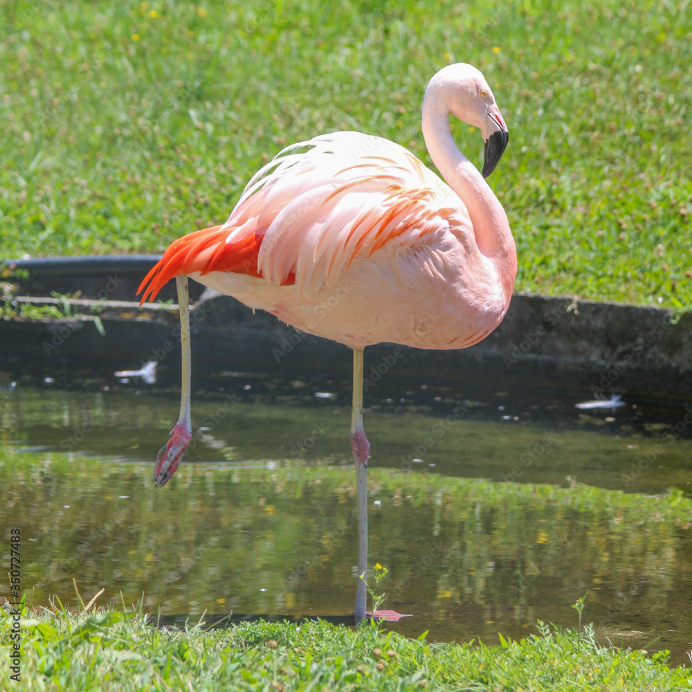 The Chilean flamingo (Phoenicopterus chilensis) standing on one leg The Chilean flamingo (Phoenicopterus chilensis) standing on one leg