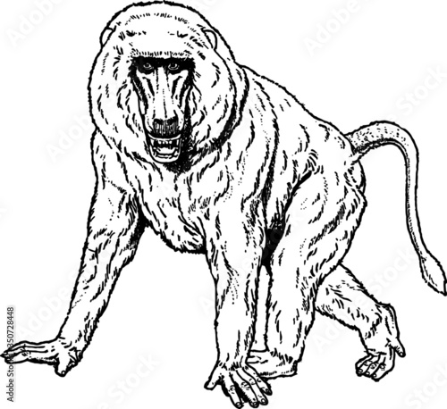 Fototapeta Naklejka Na Ścianę i Meble -  Old drawing of a Safari Baboon