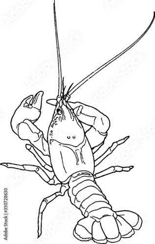 Vector Sketch of a Sea Crawfish