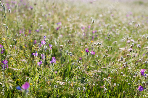 Field full of wild flowers in spring. Background of wildflowers