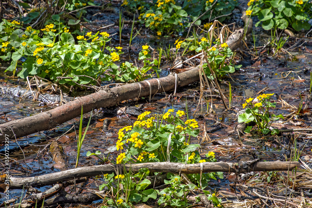 spring yellow marsh marigold plants in woods spring yellow marsh marigold plants in woods