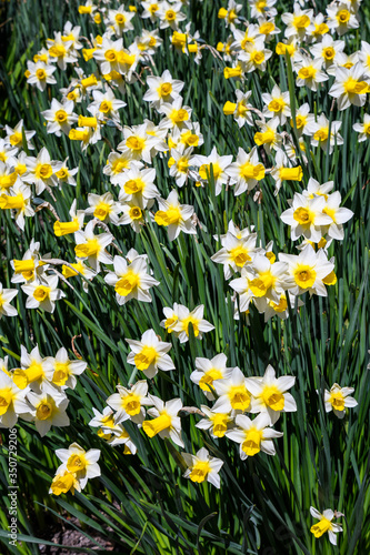 Classic white and yellow daffodils growing, and blooming, is a sunny garden 