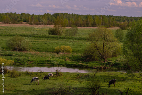 How do we have cows grazing in our villages