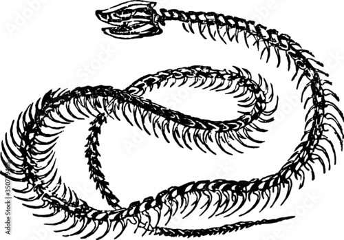 Old drawing of a Snake Skeleton