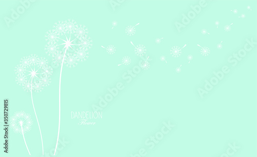 Hand drawn of Dandelions. Vector illustration