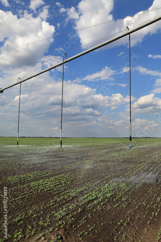 Irrigation system for water supply in pea plants field with beautiful sky, watering equipment spraying water
