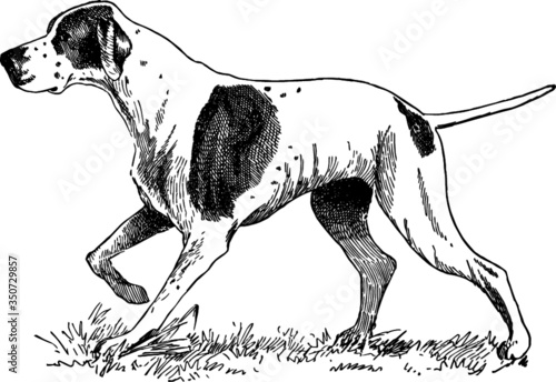 Pointing Hound Dog