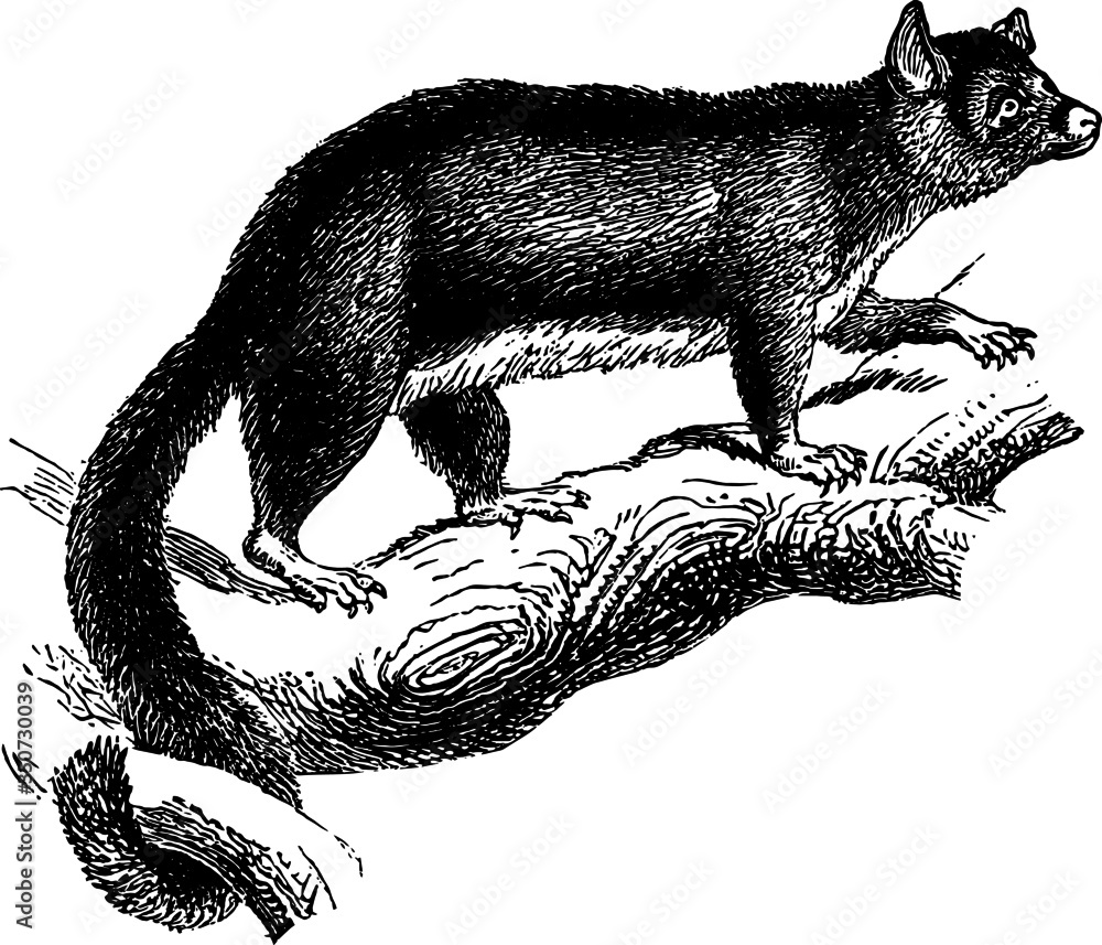 Obraz premium Australian Tree Possum 