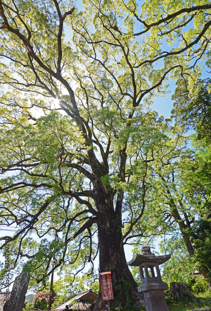 Naklejka premium 蒲生神社とクスノキ 鹿児島県蒲生町