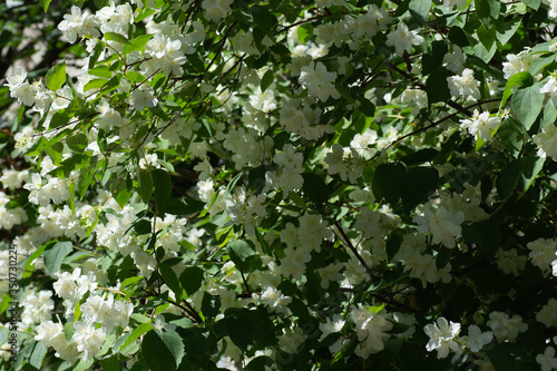 White jasmine flowers and green leaves