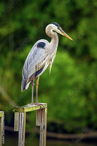 great blue heron photo