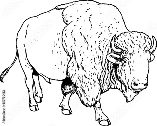 Old Hand Drawn illustration of a Strolling Buffalo