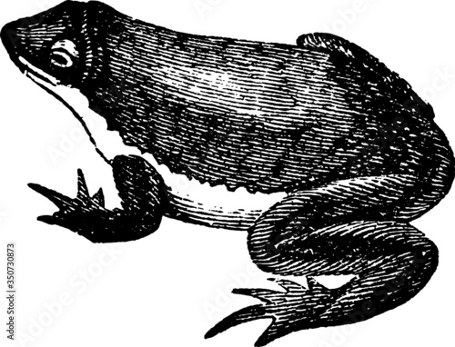 Texas Pond Toad, Vector Illustration of a 19th century engraving