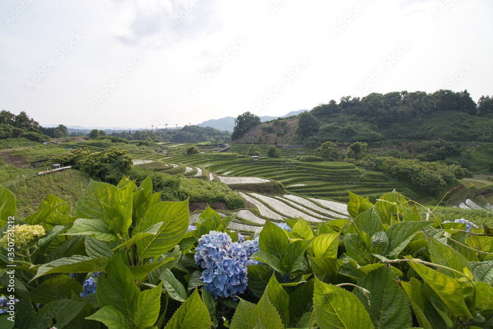 大阪 千早赤阪村の棚田 Stock Photo Adobe Stock 大阪 千早赤阪村の棚田 Stock Photo Adobe Stock