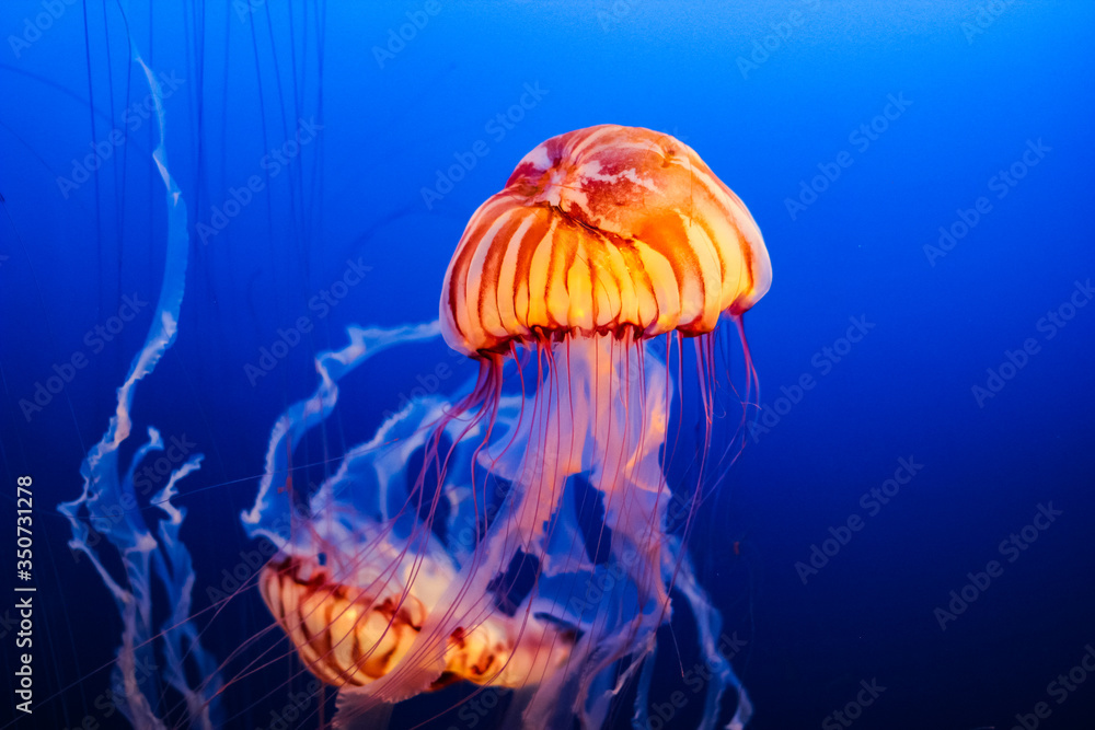 Jellyfish Jellyfish