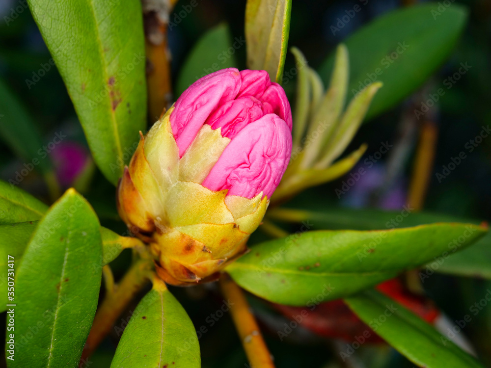 Tokyo,Japan-May 7, 2020: Buds of Rhododendron or Azalea or Shakunage
Tokyo,Japan-May 7, 2020: Buds of Rhododendron or Azalea or Shakunage