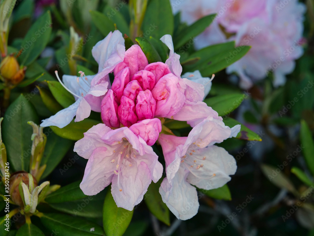 Fototapeta premium Tokyo,Japan-May 7, 2020: Buds of Rhododendron or Azalea or Shakunage 
