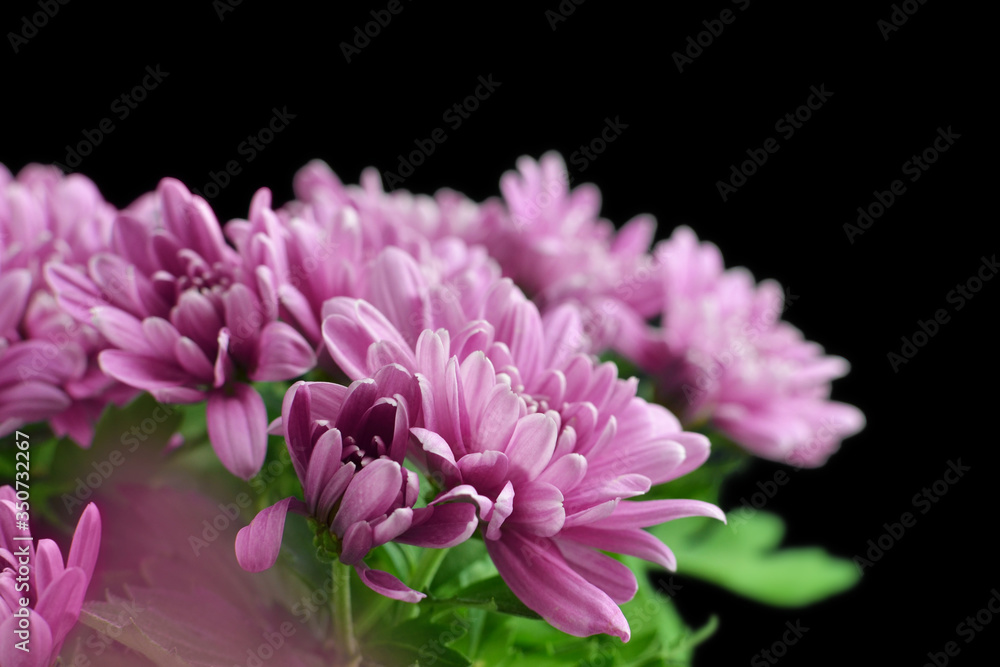 Chrysanthemum flowers bouquet isolated on black background