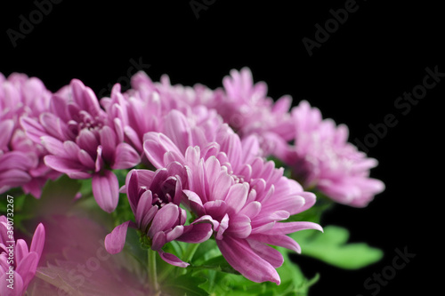 Chrysanthemum flowers bouquet isolated on black background