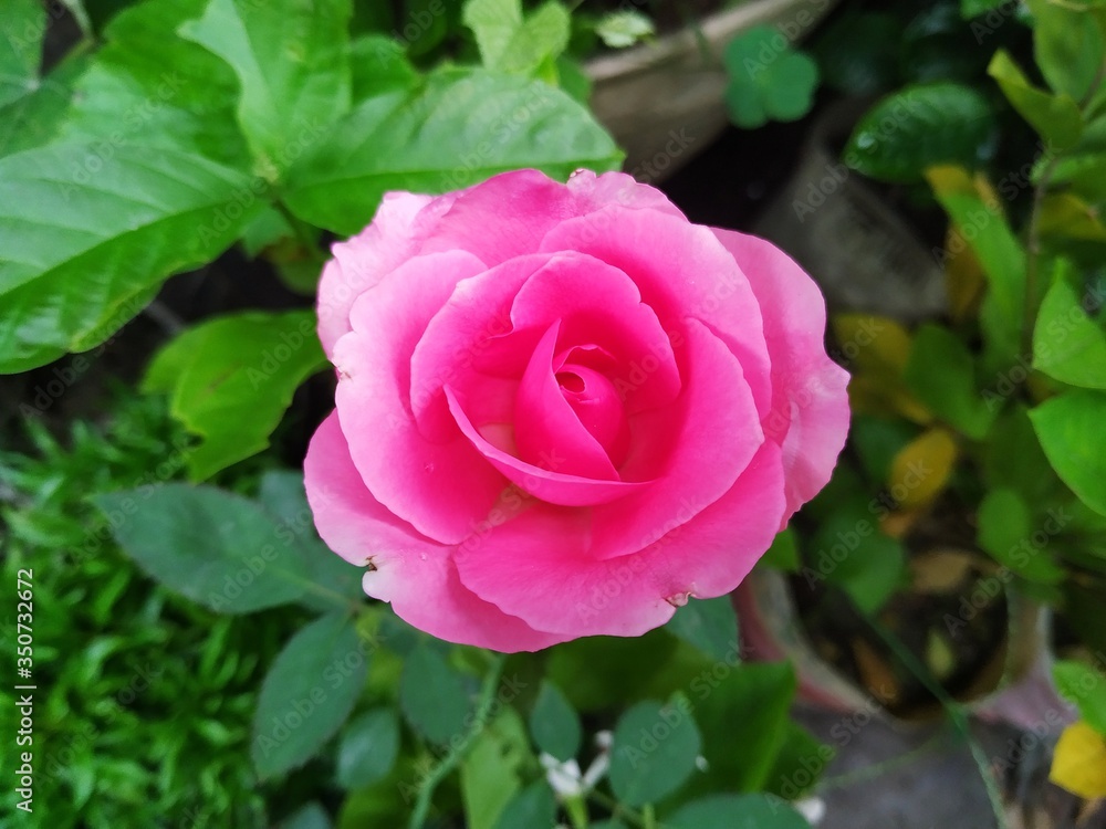 pink rose in garden