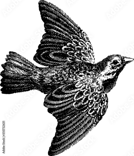 Old Hand Drawn illustration of a Western Jackdaw, Vector Sketch of a 19th century engraving