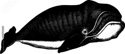 Quadro su tela Antique Vector Drawing of a Whale, Vector Sketch of a 19th century engraving