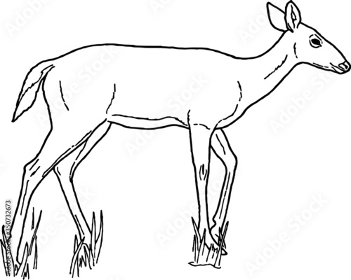 White Tailed Deer, Vector Sketch of a 19th century engraving
