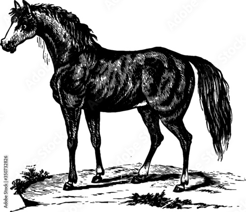 Drawing of a Wild Black Horse, Vector Drawing of a engraving from the 19th century