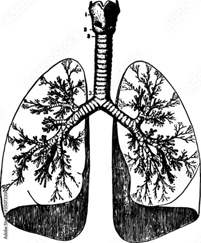 Windpipe And Lungs, Vector Sketch of a 19th century engraving
