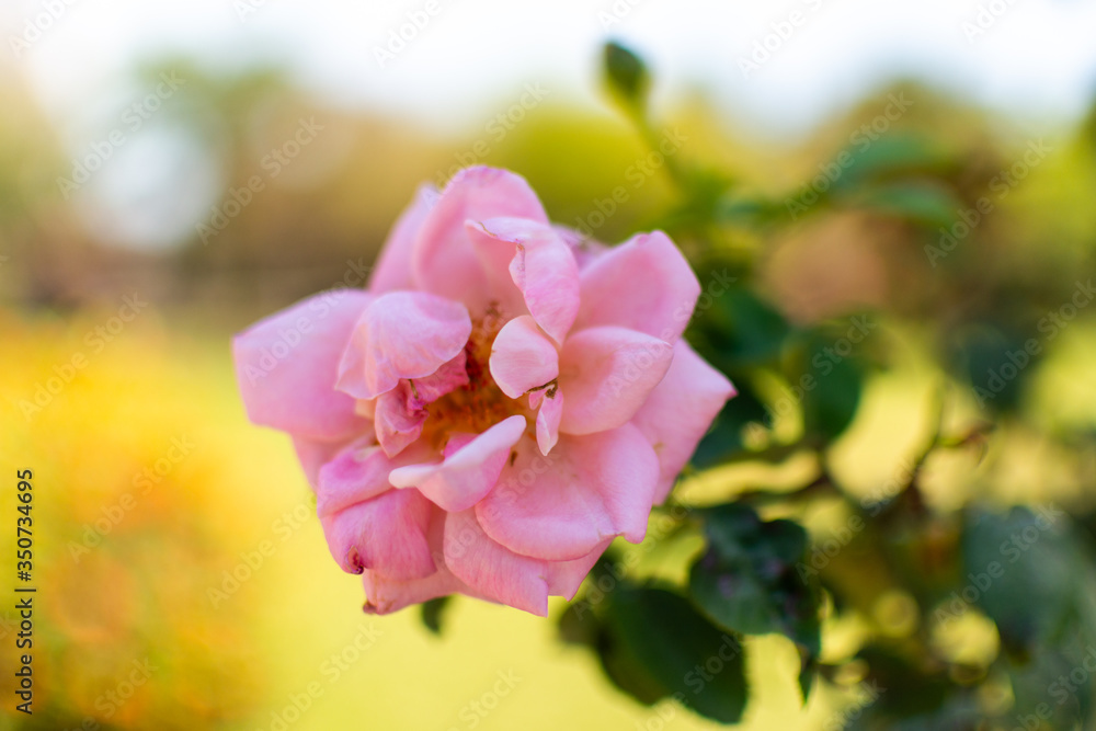 Fototapeta premium a beautiful blooming pink flower is isolated while still connected to it's stem as it bends in the wind on a sunny spring afternoon 