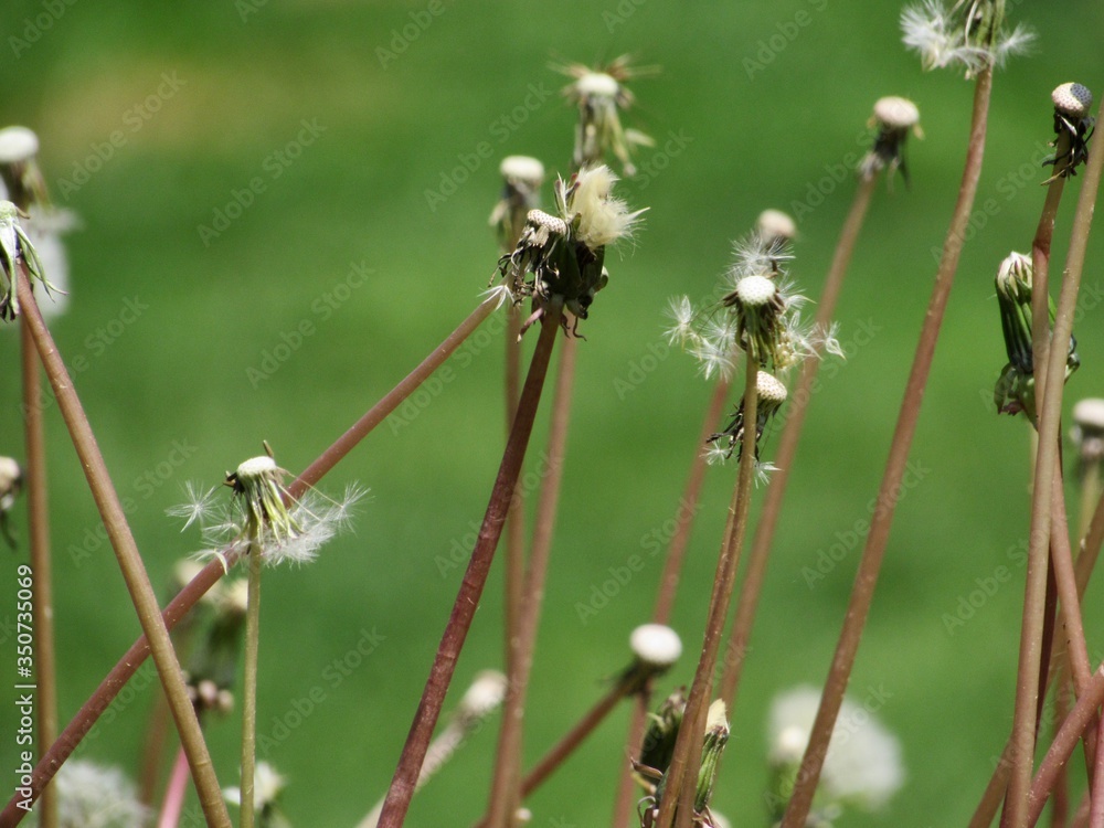 Dandelion Stems Dandelion Stems