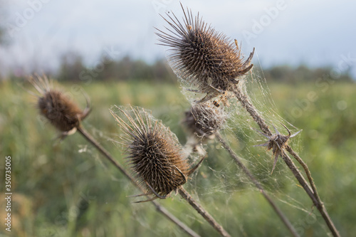 dry thistle in the field