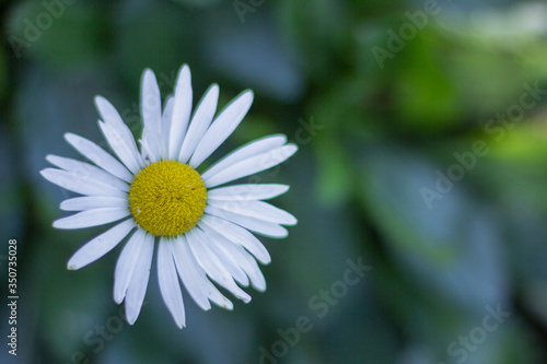 white daisy flower chamomile