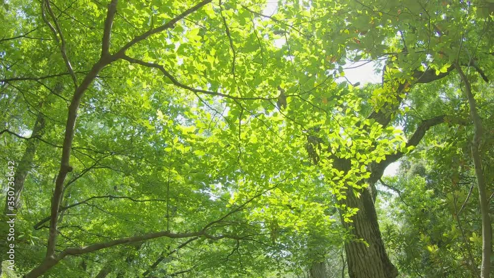 風に揺れる新緑の葉