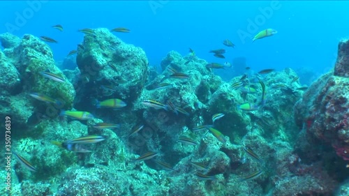 labridae fish wrasse thalasoma pavo eating damsel fish eggs underwater ocean scenery mediterranean sea view photo