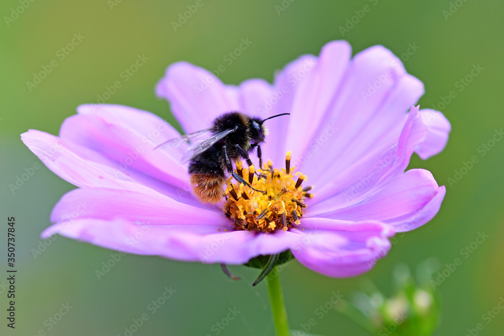 Close-up: bees sucking nectar in pink flower pollen in the garden Close-up: bees sucking nectar in pink flower pollen in the garden
