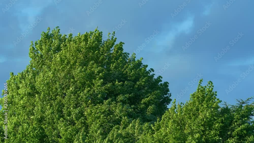 Tree Tops On Windy Summer Evening Tree Tops On Windy Summer Evening