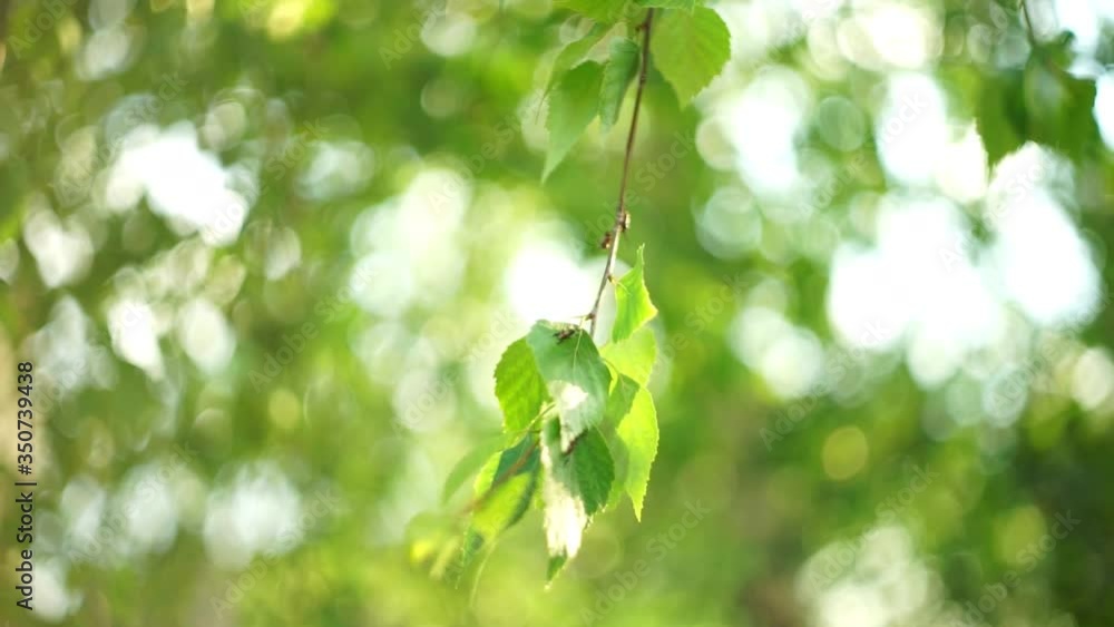 Birch tree branch with green leaves sway in the wind. Selective soft focus, art green bokeh Birch tree branch with green leaves sway in the wind. Selective soft focus, art green bokeh