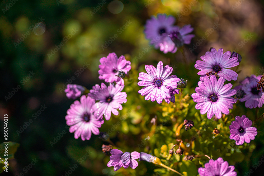 Beautiful cosmos flowers blooming in garden Beautiful cosmos flowers blooming in garden