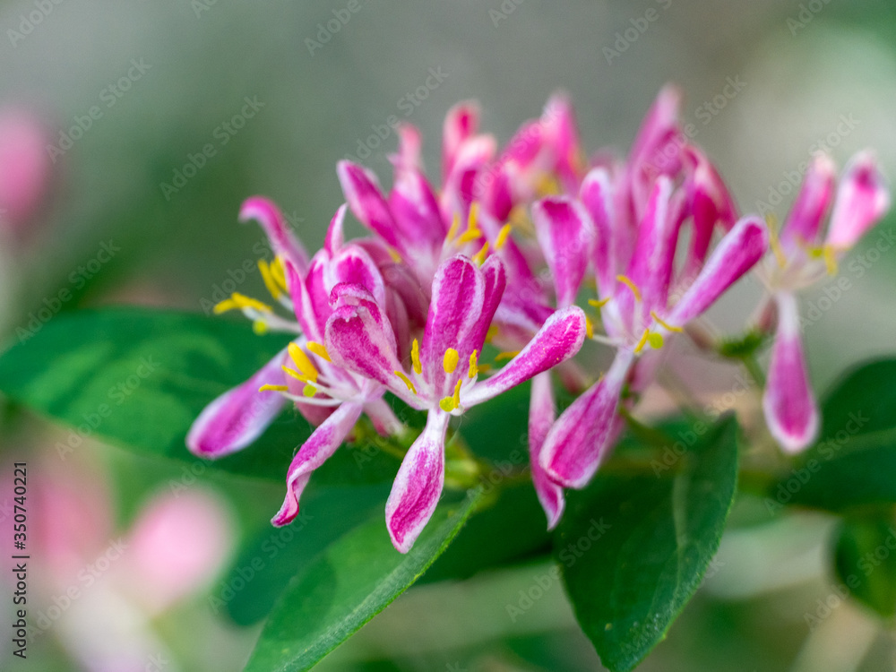 A close-up of the Tatarian Honeysuckle A close-up of the Tatarian Honeysuckle