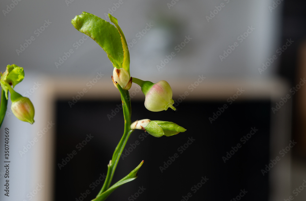bud of a blueberry bud of a blueberry