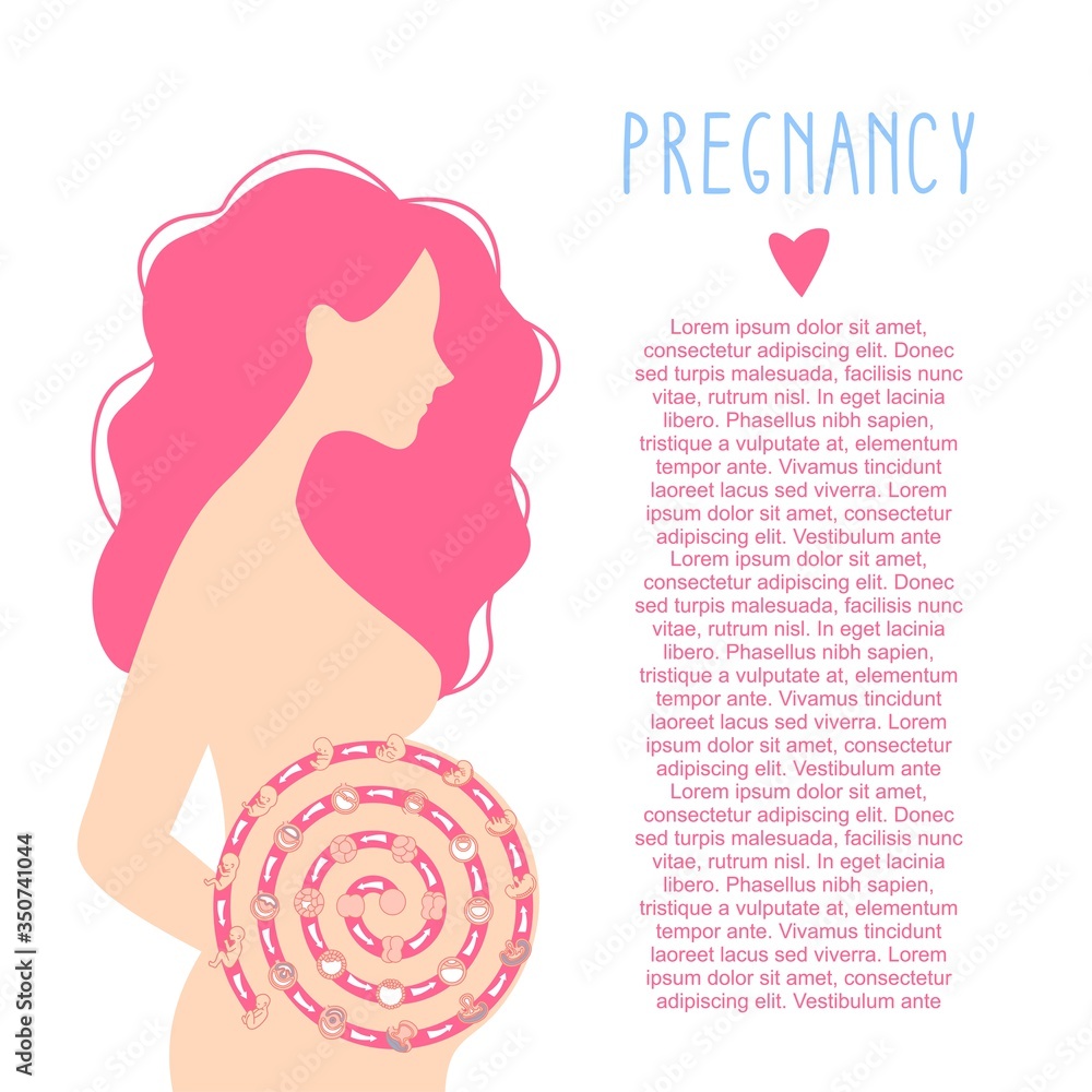 Vector Illustration Stages Of Fetal Development Pregnancy Fetal Growth