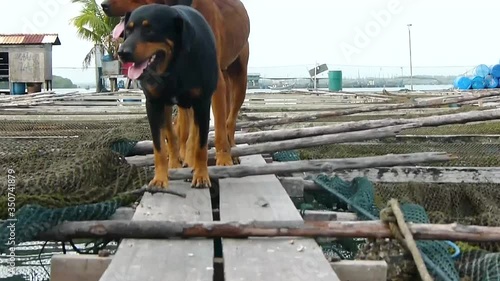 dogs walking on top of planks - static