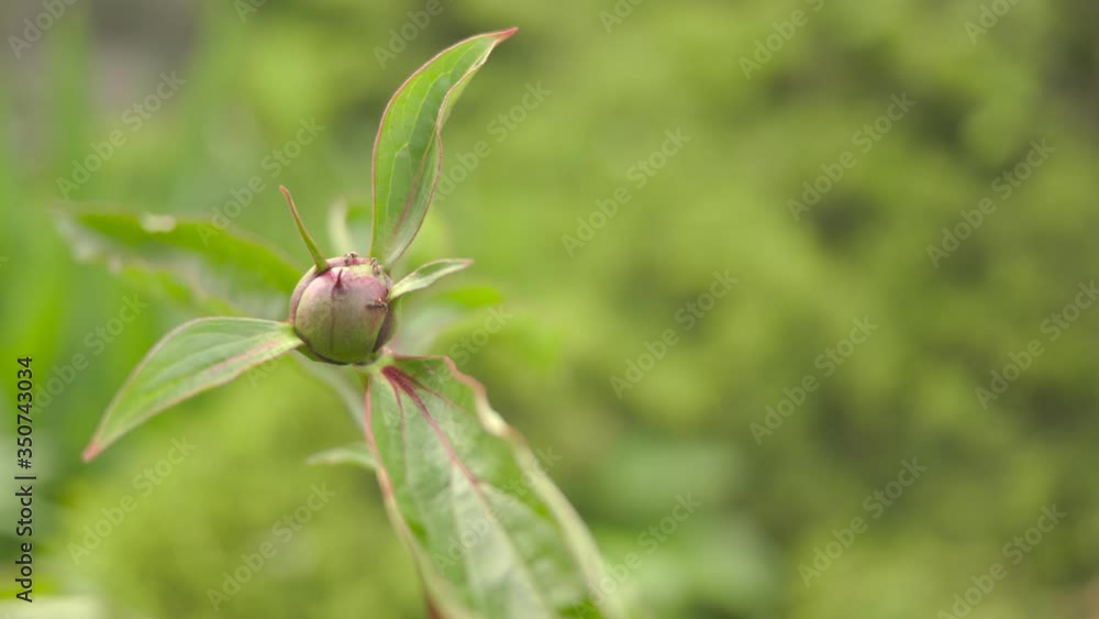 The bud are pink peony in the garden. The green foliage. The bud are pink peony in the garden. The green foliage.