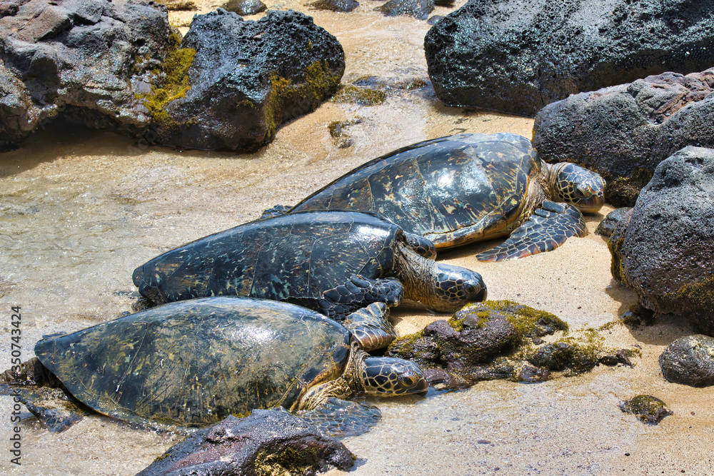 three sea turtles lined up resting on a beach.