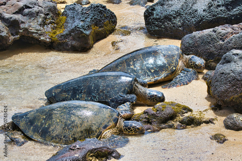 three sea turtles lined up resting on a beach.